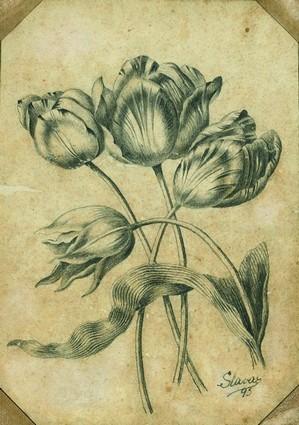 Slava Raškaj: Četiri tulipana