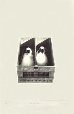 Radovan Kragulj: Rabbit Series 3