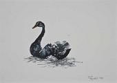 Predrag Todorović: Crni labud