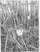 Ljiljana Gavrilović: Gnezdo