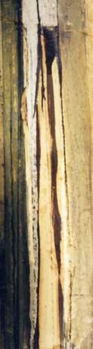 Uroš Janković: Execution 4