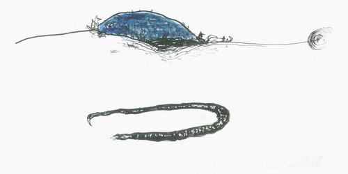 Mirjana Marinšek Nikolić: Čavke pričaju svrakama kako su gavrani crni