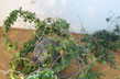Grananje