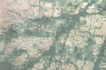Otisci prirode
