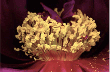 Herbarium amoris