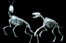Skeleti uživo