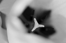 Nonobject Branka Lukića