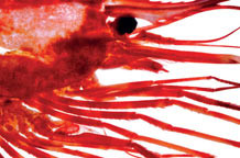 Tanki rezovi Saku Pasilahtija