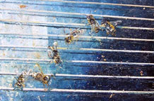 Slike Slobodanke Rakić Šefer