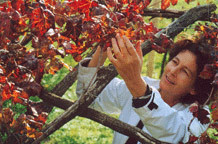 Vino i vrijeme Anke Burić