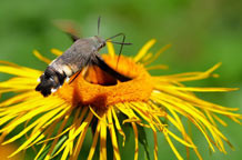 Leptiri u Narodnom muzeju Zrenjanin