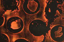 Puzzle, Milice Vojvodić