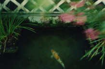 Seli Yuki: Fotografije