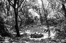 Arikata Osami: Magične šume