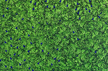 Ničiji il` svačiji, Zorana Tenšića