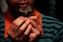 Miloš Tomić: Muzikalni dnevnici