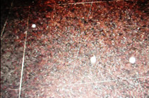 Branka Kuzmanović: Šumovi