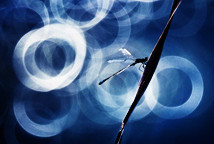 Branislav Brkić & Milan Živković: Ovde i tamo