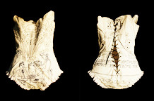 Selma Đulizarević Karanović: Nevidljiva