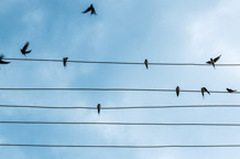 Linija krize ili kriza crte