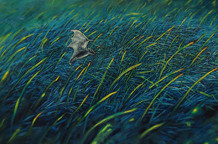 Saša Montiljo: Nevidljivi svet