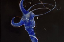 Slike Mate Đorđevića